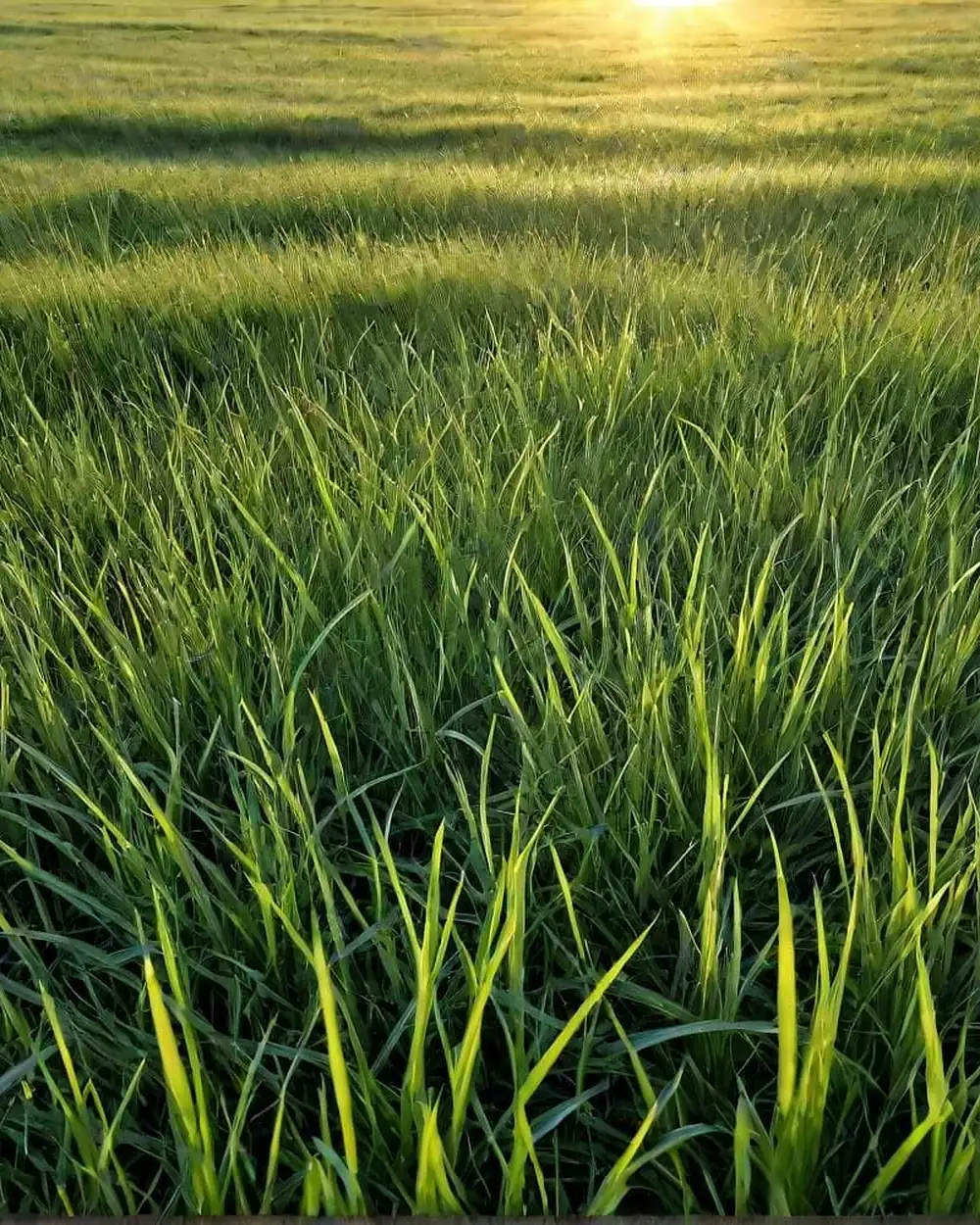 Field and soft horizon light